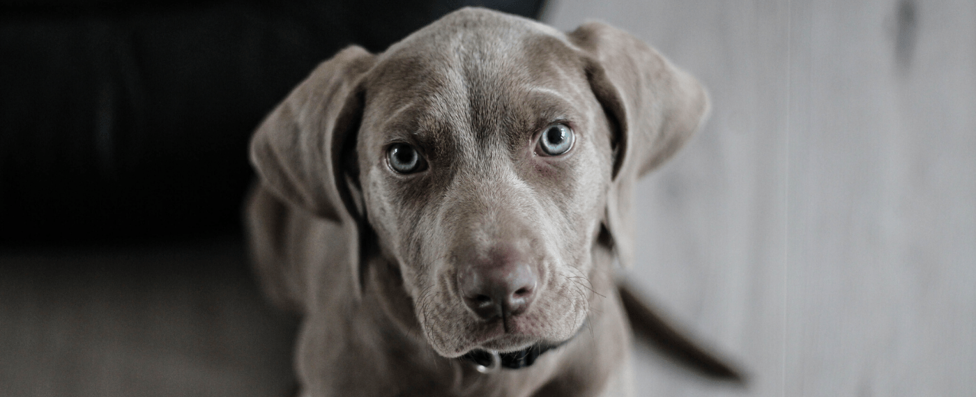 small Weimaraner dog looking into camera
