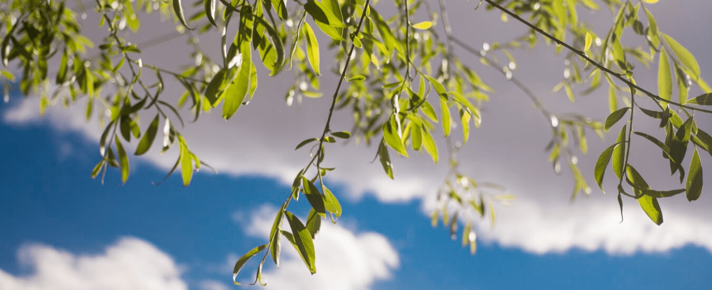 small green leaves with clouds in the background