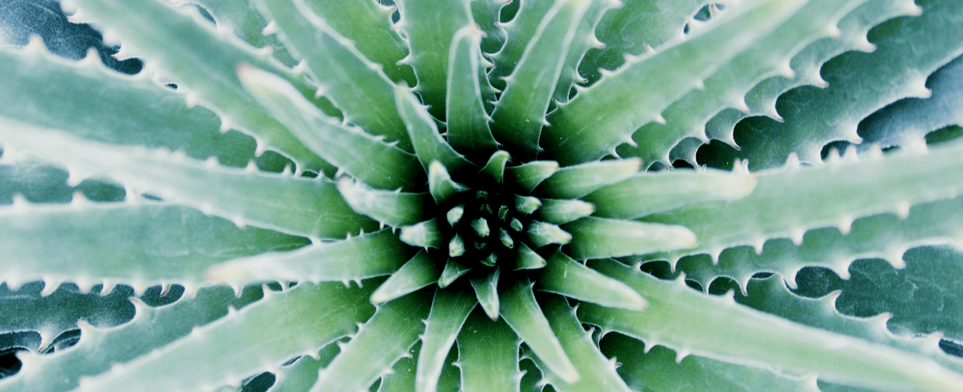 up close view of the center of a aloe vera plant