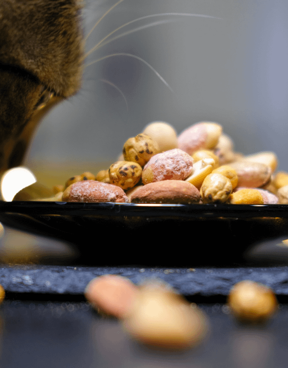 Cat sniffing a bowl of nuts very closely
