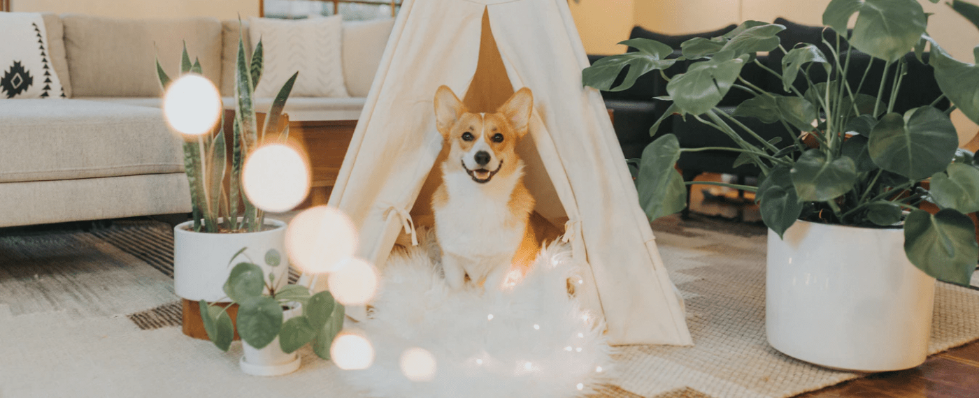 corgi dog sitting under indoor tent