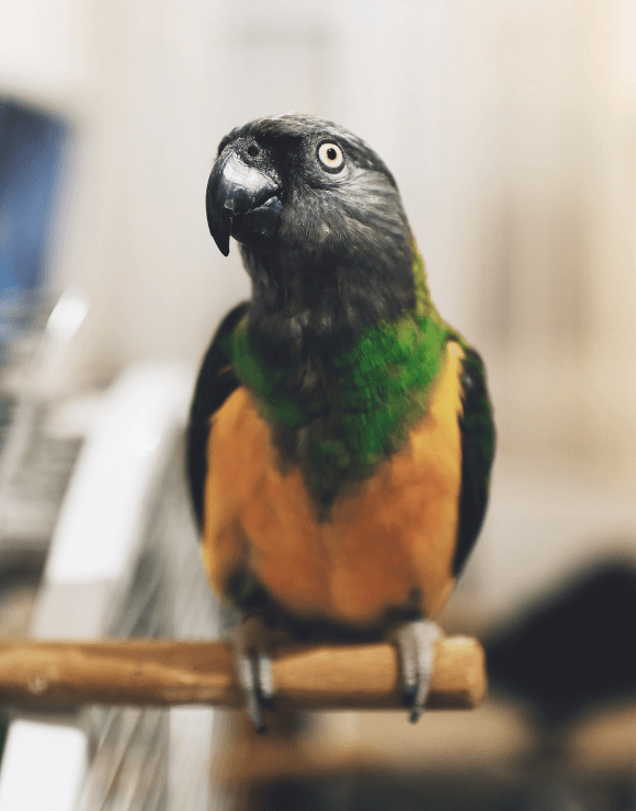 Exotic parrot sitting on the end of a stick