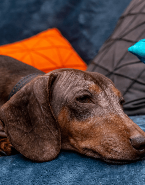 dachshund lying on bed looking sick
