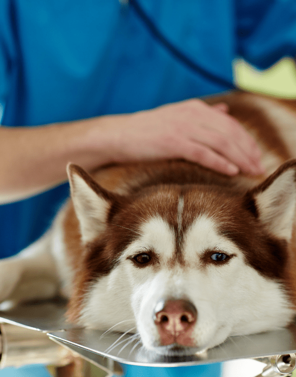 Siberian husky looking upset while being inspected by the vet