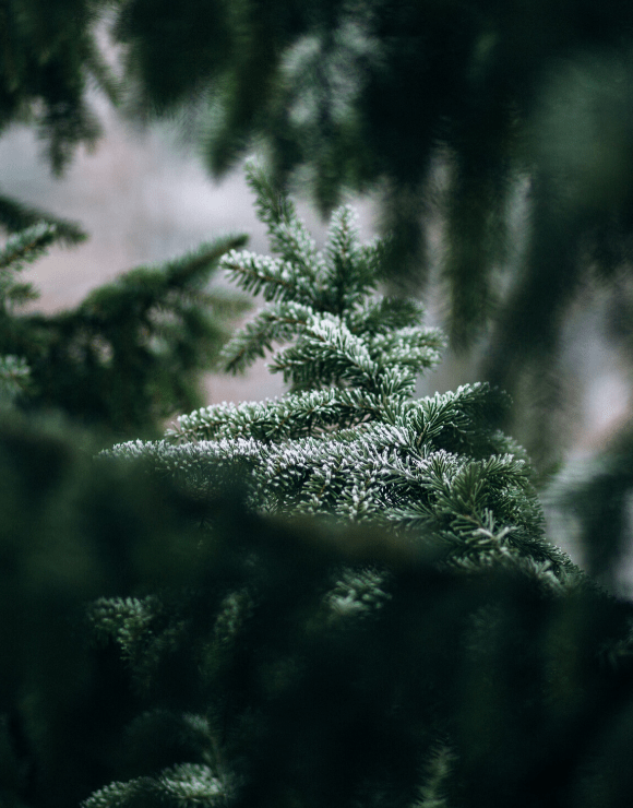 evergreen pine branch dusted in snow