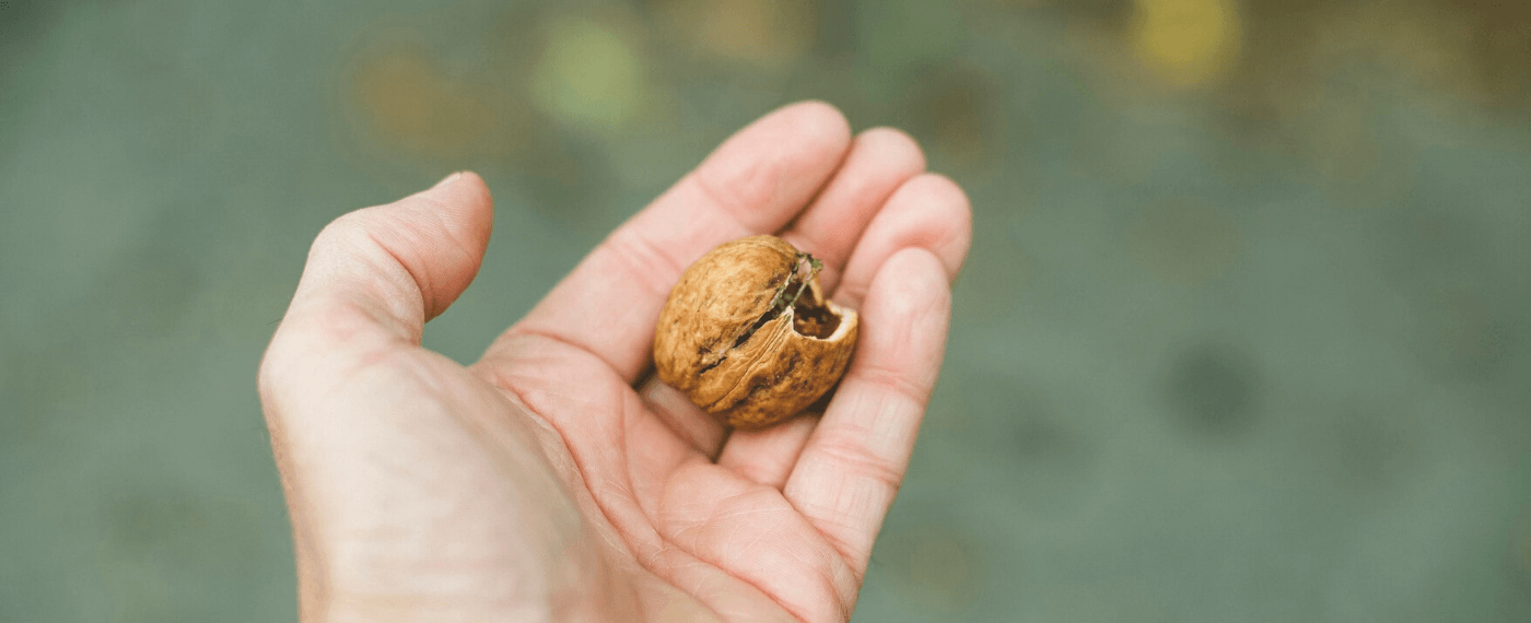 walnut resting in the palm of a hand